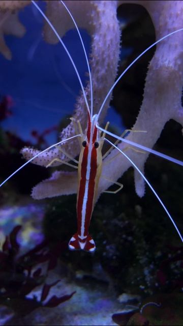 Волшебный мир глубин