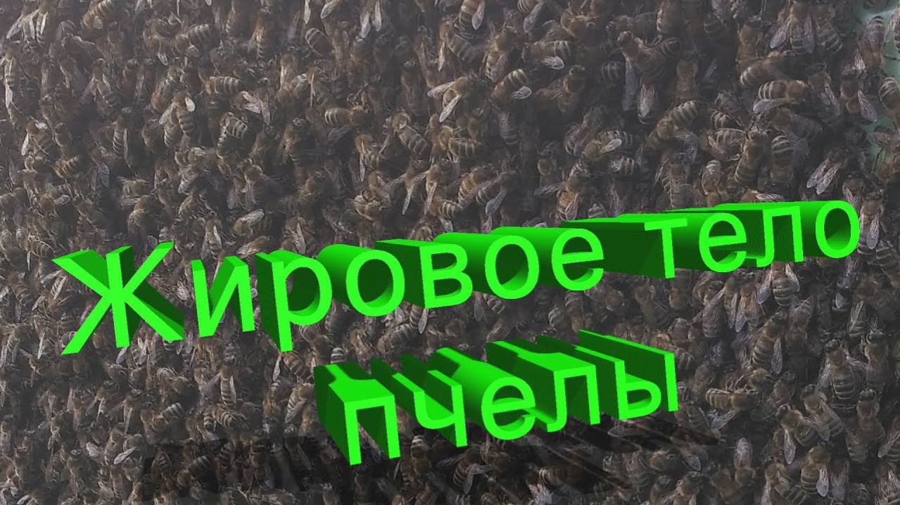 Жировое тело пчелы: когда формируется и зачем нужно? / Профессор Кашковский