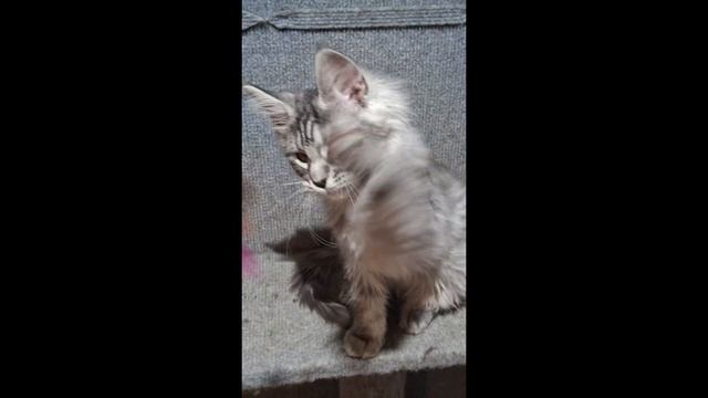 Грация Бритни Кислер Кэт