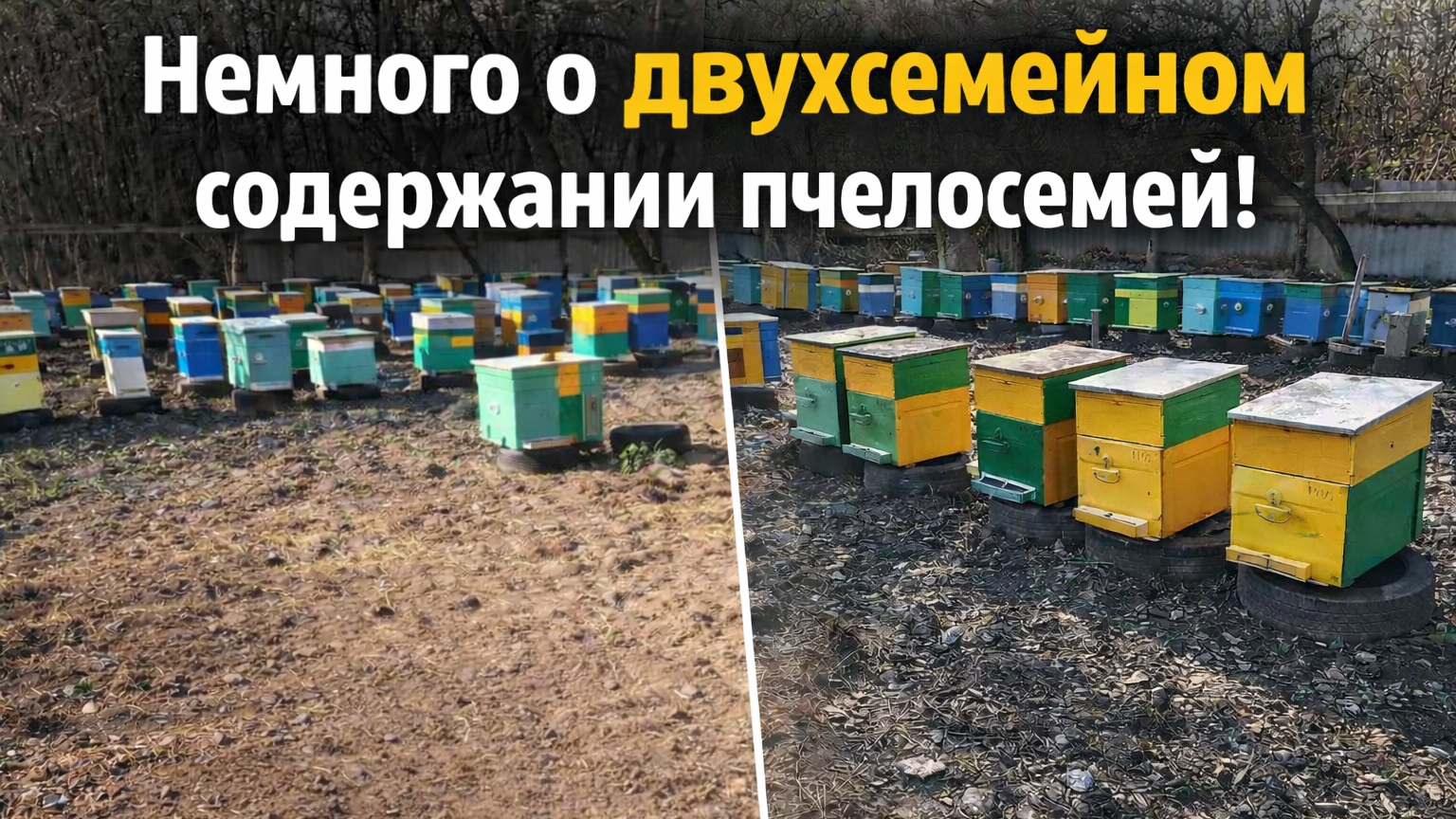 Немного о двухсемейном содержании пчелосемей