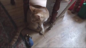 Мой фильм   Повседневные заботы....