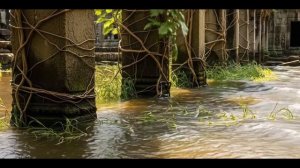 Битва тигра и крокодила.