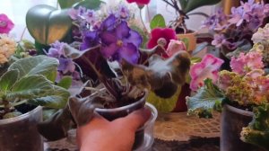 Фиалки и глоксинии. Что делаю? И как?