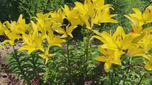 За окном холодно всего +5 и дождь.🌧☔️Вспоминаю лето на даче! 🌷🌹🌺Ленинградская область.