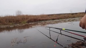 ПОПАЛИ НА ДИКИЙ ЖОР ОГРОМНЫХ РОТАНОВ В БОЛОТЕ! НЕ УСПЕВАЮ ВЫТАСКИВАТЬ!