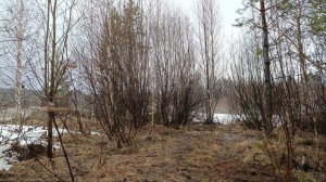 Ловля птиц 4 апреля 2026 год.