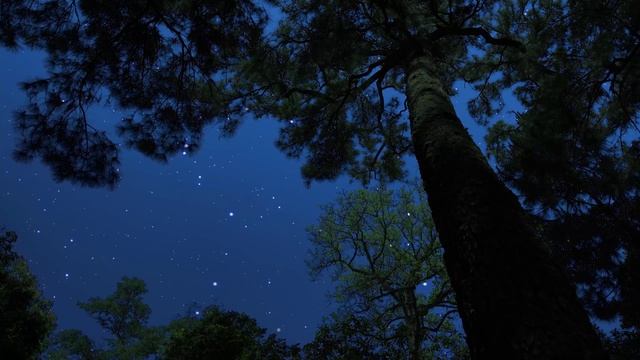 Детям и не только. Сверчки и сова под звёздным небом, мягкий ветер в кронах деревьев.