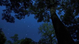 Детям и не только. Сверчки и сова под звёздным небом, мягкий ветер в кронах деревьев.