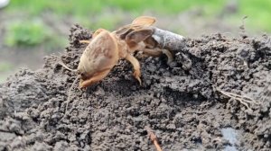 Я снова за старое, опять стройка и мечты, старт нового проекта.