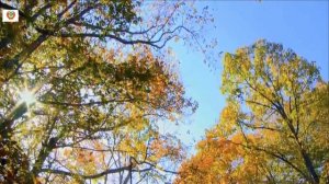 Желтые листья