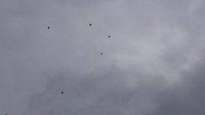 Курские голуби. 5 апреля 2026г.