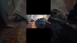 Выделка шкур 54