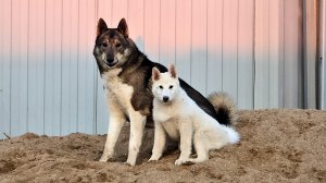 Энергия лаек