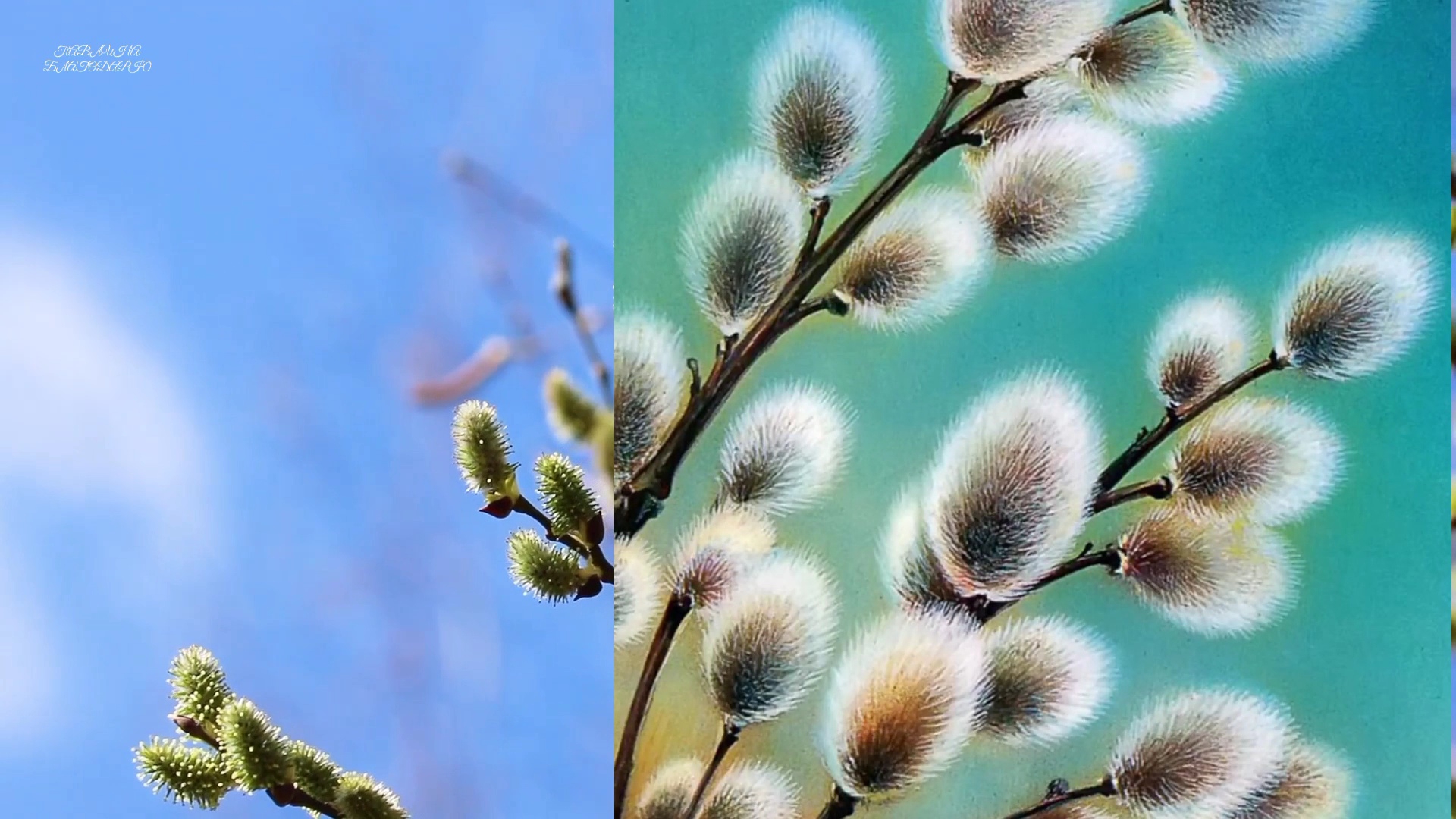 Веточкою вербы к вам в окно стучу...