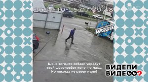 Две собаки и один шуруповерт. Видели видео? Фрагмент выпуска от 05.04.2026