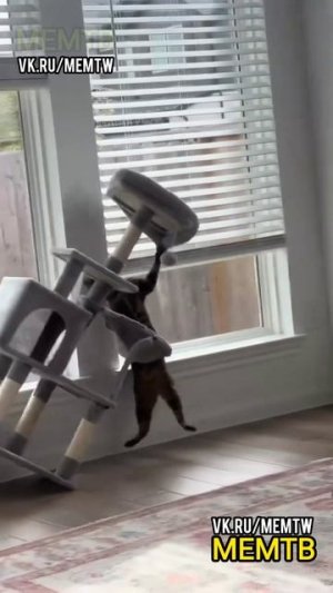 МЕМТВ Юмор Приколы Коты