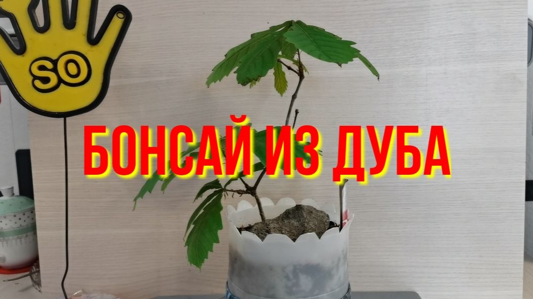 Бонсай из Дуба