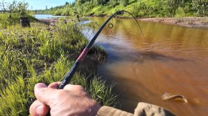 РЫБАЛКА НА СПИННИНГ В РУЧЬЕ. НАЛОВИЛ СВЕЖЕЙ РЫБЫ НА ВЫХОДЕ В ЯМКЕ. КЛЕВ ТОЛЬКО КИДАЙ.