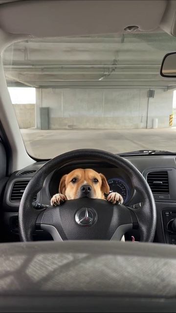 Собака за рулем: кто тут главный? #собака #автомобиль #приключения