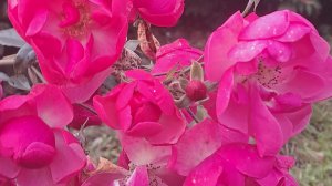 какие слухи о вас распускают......