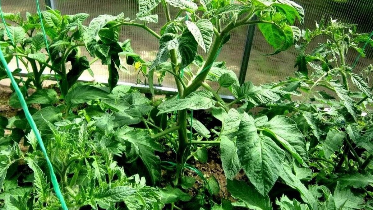 Про Эффективность БиоЗащиты