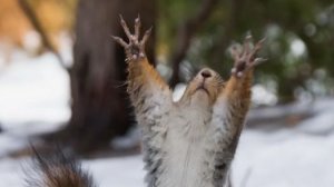 Весёлые белочки в лесу