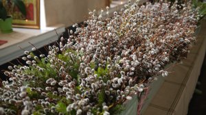 Освящение вербы. Вход Господень в Иерусалим 2026