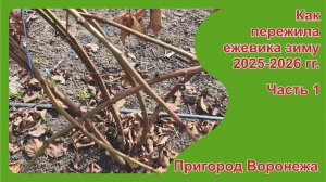 Как пережила ежевика зиму 25-26. в пригороде Воронежа. Часть 1