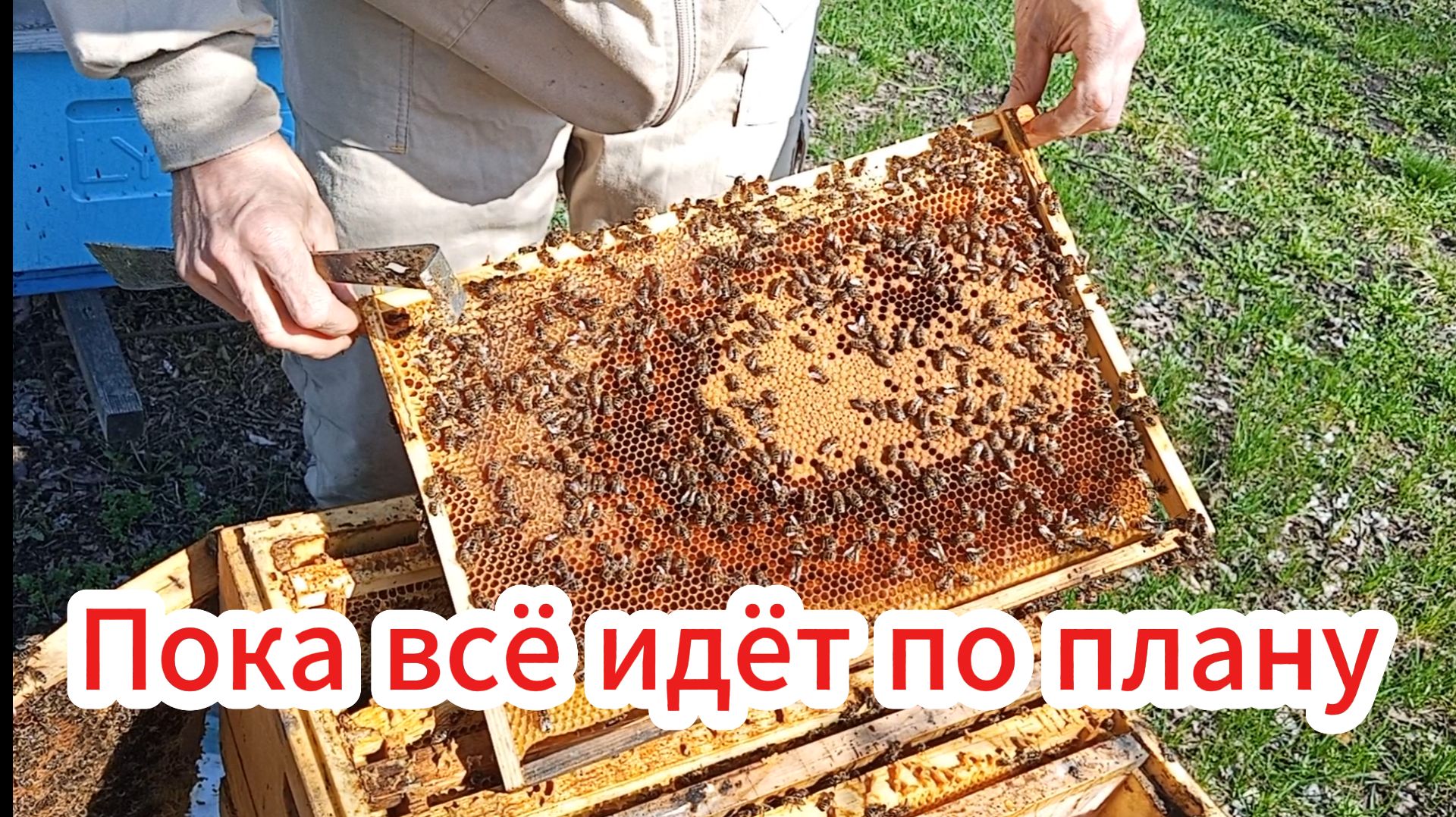 Весеннее развитие пчелосемей (04.04.26).