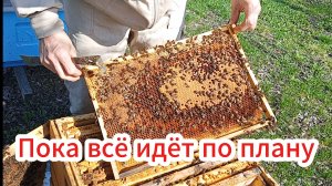 Весеннее развитие пчелосемей (04.04.26).