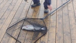 поимка форели