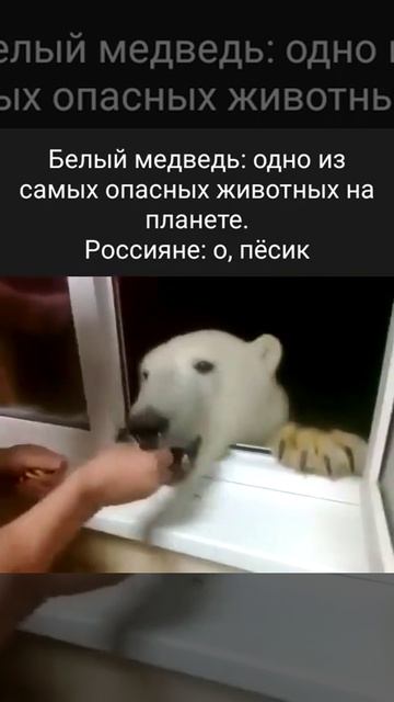 Печеньку белому Мишке! 😺