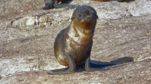 SOS морской котик👀Пушистый колобок, потерял навигатор🧭