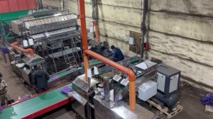 Линия автоматической упаковки картофеля в сетку мешок Рашель 2,5 килограмма.