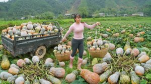 Собираю урожай тыквы, выращенной в поле. Везу на грузовике продавать. Фуонг. Жизнь во Вьетнаме