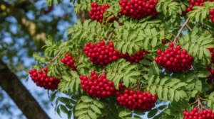 Кудрявая рябина