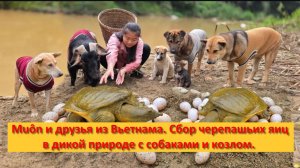 Muôn и друзья из Вьетнама. Сбор черепашьих яиц в дикой природе с собаками и козлом.