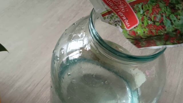 КАК РАЗДЕЛИТЬ БИРКИНА #биркин #филодендронбиркин #какразделить #декоративнолиственные