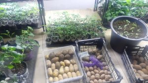 05.04.2026 Наконец добралась до рассады на полках.