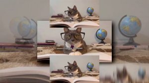 (YTPMV) Если бы котики ходили в школу - бябяделки Scan (Thekantapapa)