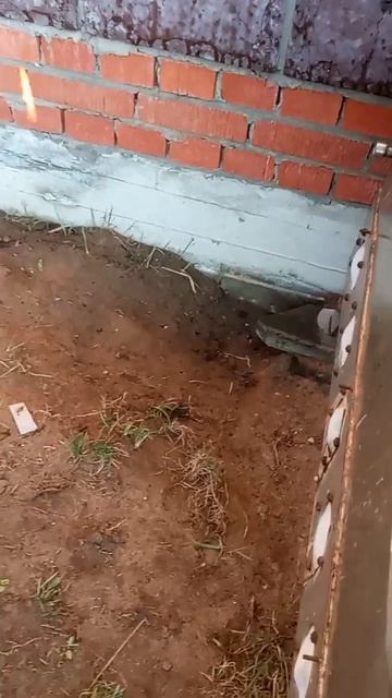 повторный запуск ротанов в пруд