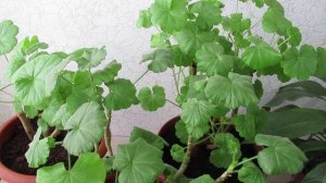 Подкормка пеларгонии весной: начинаем с двух важных для растения