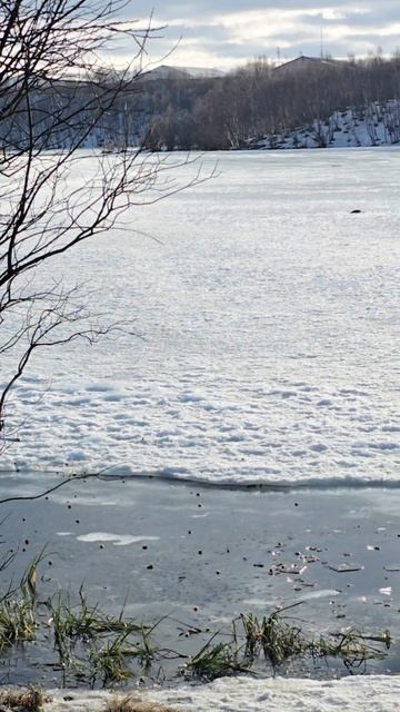 Весна. Мурманск. 03.04.26. Первая пара уток на озере Глубокое смотреть онлайн