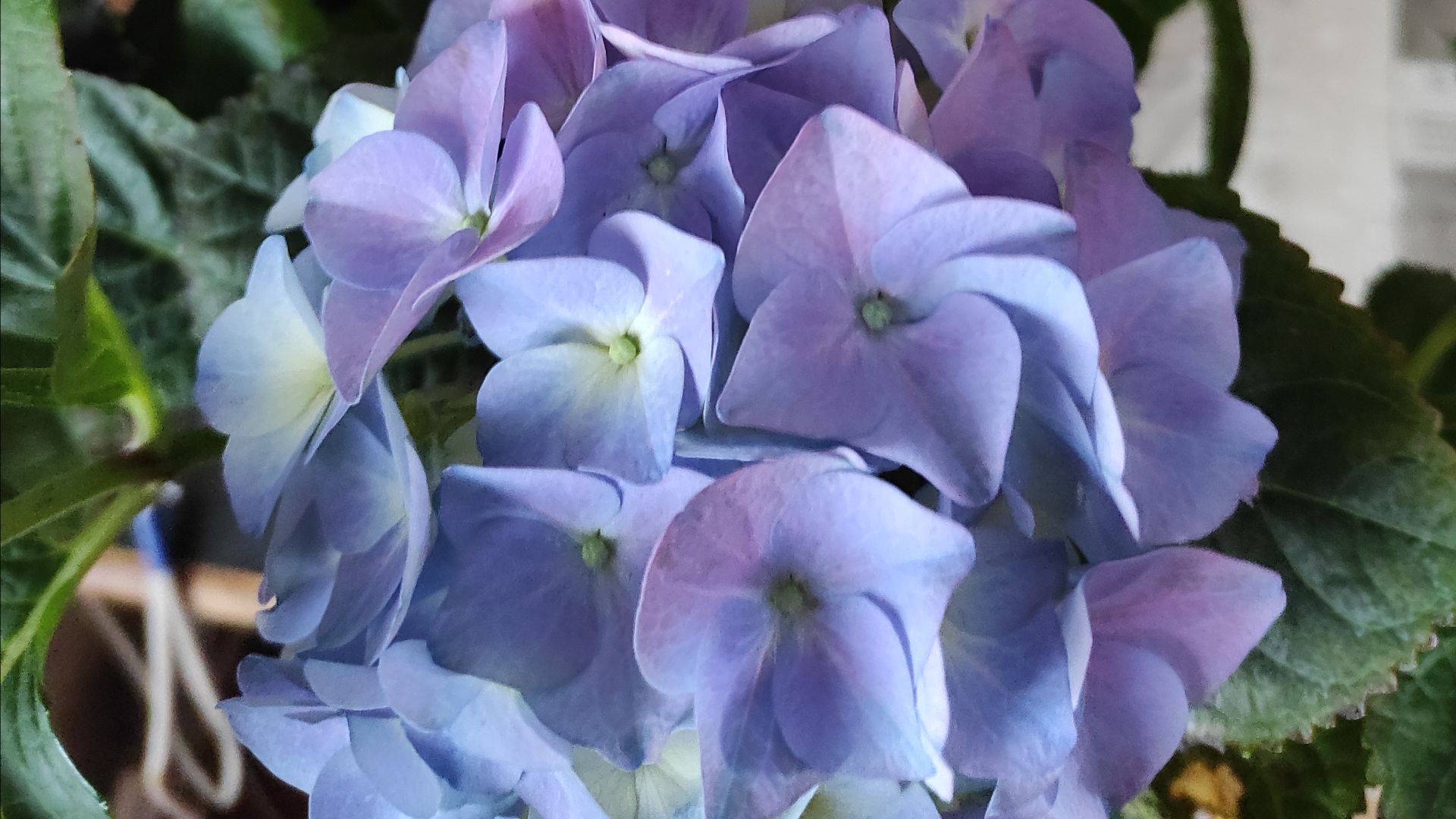 Обзор крупнолистных гортензий после зимовки #гортензии #крупнолистныегортензии #цветы #растения #сад