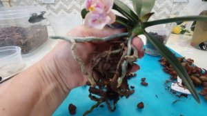 Омолаживаю свою самую первую орхидею. Пересадка парфюмерной фабрики Dasty Bell бабочки.