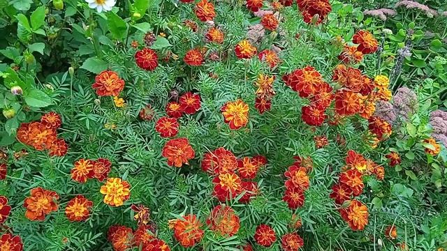 Бархатцы уход выращивание любимых однолетников