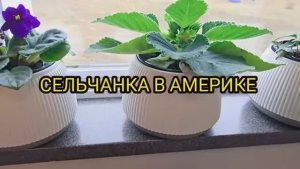 Сельчанка в Америке / РЕЦЕПТ САМЫЙ ВКУСНЫЙ РИСОВАЯ СЛАДКАЯ КАША