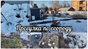 Посеяла заново астру и другое.Откапываем цветники.Прогулка по огороду.