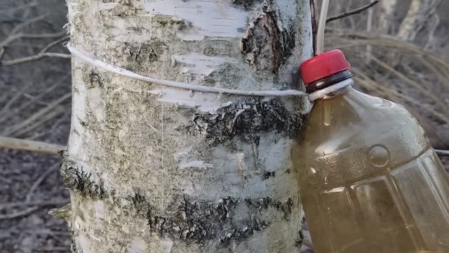 Берёзовый сок