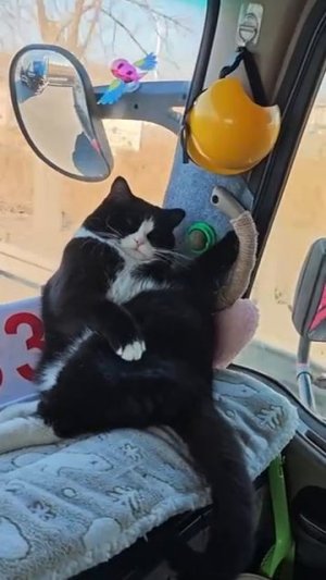 Второй шофер отдыхает после ночной смены